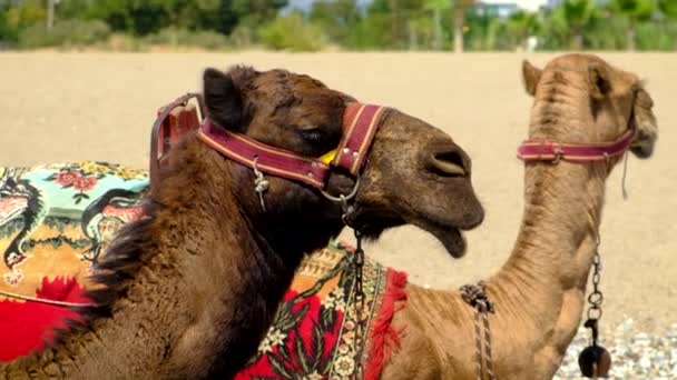 Καμήλες στην παραλία κοντά στη θάλασσα Επιλεκτική εστίαση. — Αρχείο Βίντεο