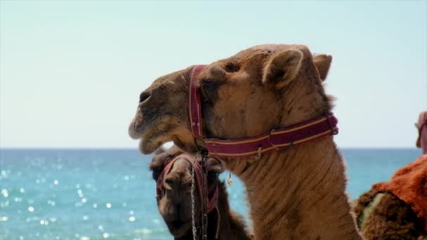 Camelos na praia perto do mar Foco seletivo. — Vídeo de Stock