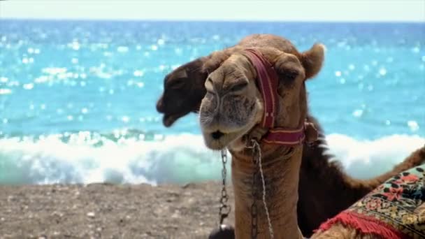 Wielbłądy na plaży w pobliżu morza Selektywne skupienie. — Wideo stockowe