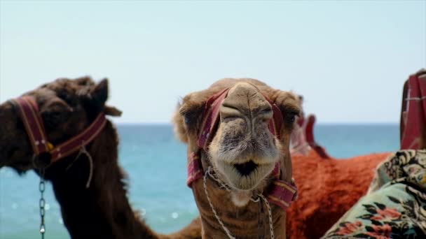 Camelos na praia perto do mar Foco seletivo. — Vídeo de Stock