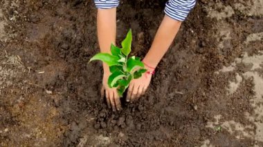 Çocuk bahçeye bir ağaç dikiyor. Seçici odak.