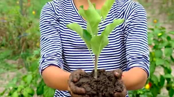 L'enfant plante un arbre dans le jardin. Concentration sélective. — Video