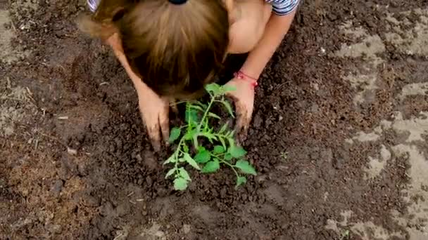 Дитина садить рослину в саду. Вибірковий фокус . — стокове відео