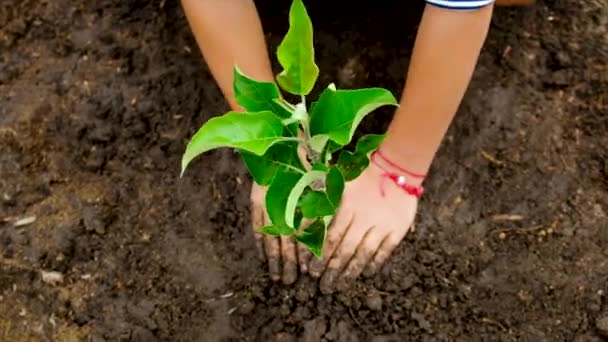 Het kind plant een boom in de tuin. Selectieve focus. — Stockvideo