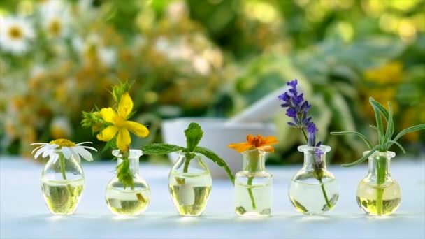 Léčivé bylinné výtažky v lahvičkách. Selektivní zaměření. — Stock video