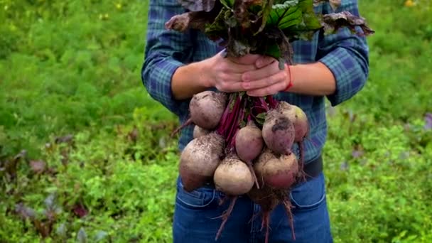 Un agricoltore tiene in mano un raccolto di barbabietole. Focus selettivo. — Video Stock