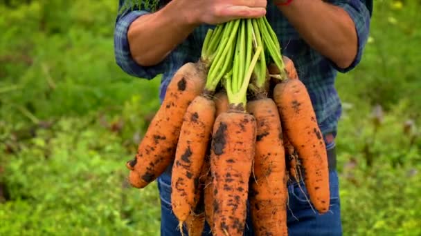 Un homme fermier tient une récolte de carottes dans ses mains. Concentration sélective. — Video