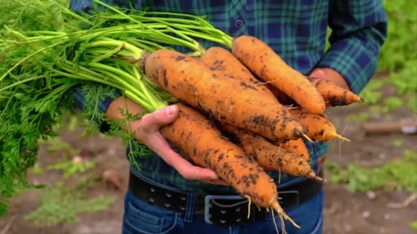 Un granjero tiene una cosecha de zanahorias en sus manos. Enfoque selectivo. — Vídeo de stock