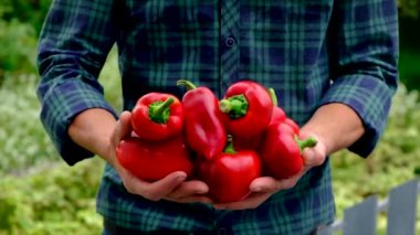 Çiftçi bir adam elinde biber mahsulü tutuyor. Seçici odak.