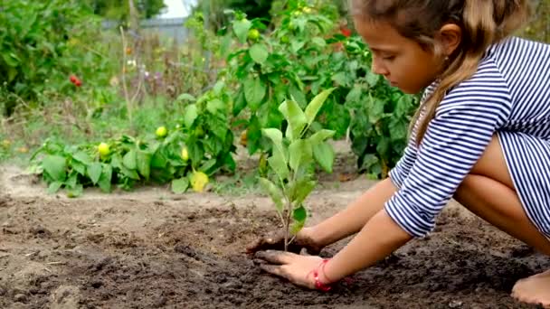 Дитина садить дерево в саду. Вибірковий фокус . — стокове відео