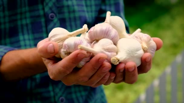 Seorang petani memegang panen bawang putih di tangannya. Fokus selektif. — Stok Video