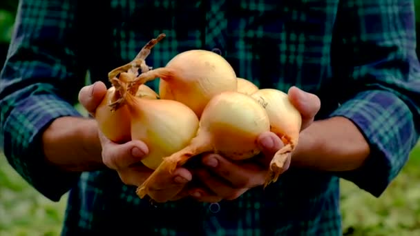 A man farmer is holding a harvest of onions. Selective focus. — Stock Video