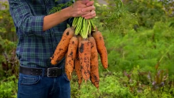 Un agricoltore tiene in mano un raccolto di carote. Focus selettivo. — Video Stock