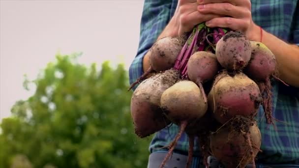 Een boer houdt een bietenoogst in zijn handen. Selectieve focus. — Stockvideo