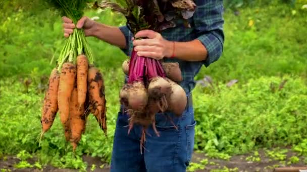 Muž farmář drží v rukou sklizeň řepy a mrkve. Selektivní zaměření. — Stock video
