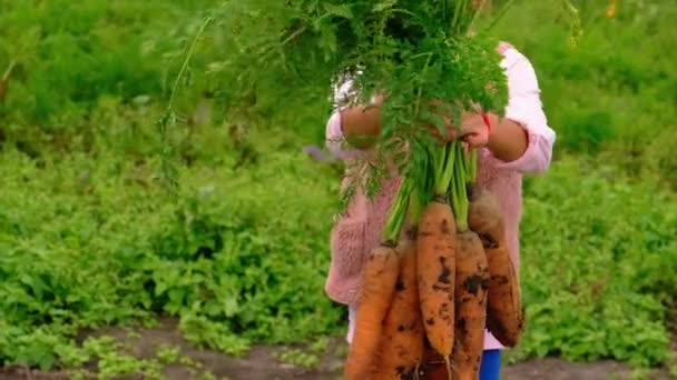 Copilul ține recolta de morcovi în mâini. Focalizare selectivă. — Videoclip de stoc