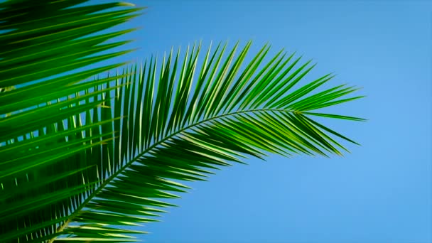 Palmblätter gegen den Himmel. Selektiver Fokus. — Stockvideo