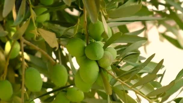 Oliven reifen an Olivenbäumen. Selektiver Fokus. — Stockvideo