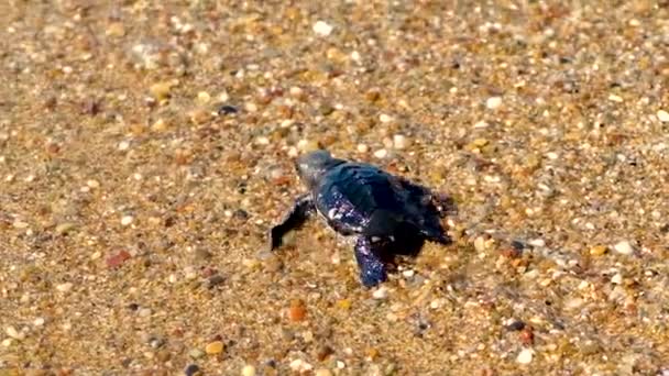 The turtles hatched on the beach. Selective focus. — Stock Video