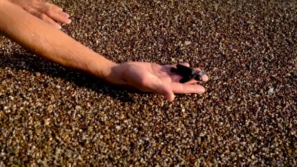 Les tortues éclosent sur la plage. Concentration sélective. — Video