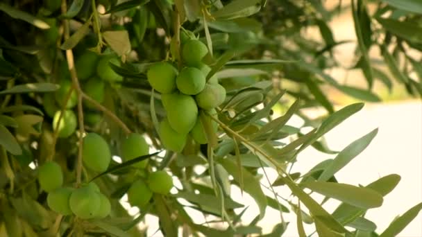 Las aceitunas maduran en los olivos. Enfoque selectivo. — Vídeos de Stock