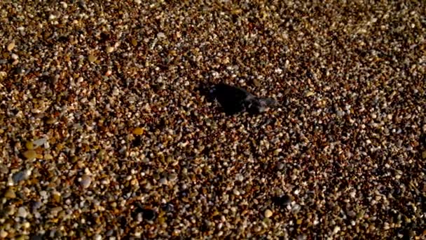 Οι χελώνες εκκολάφθηκαν στην παραλία. Επιλεκτική εστίαση. — Αρχείο Βίντεο