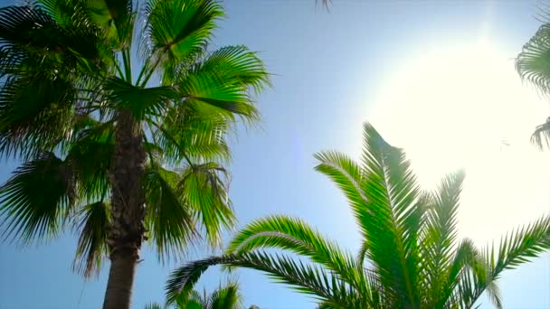Le foglie di palma contro il cielo. Focus selettivo. — Video Stock