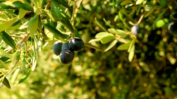 Las aceitunas maduran en los olivos. Enfoque selectivo. — Vídeos de Stock