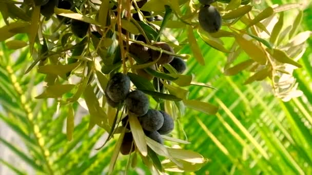 Olivy dozrávají na olivovnících. Selektivní zaměření. — Stock video