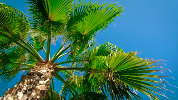 Palmblätter gegen den Himmel. Selektiver Fokus. — Stockvideo