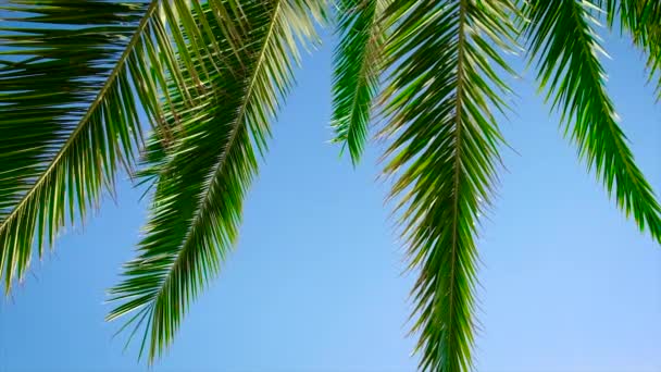 Palmblätter gegen den Himmel. Selektiver Fokus. — Stockvideo