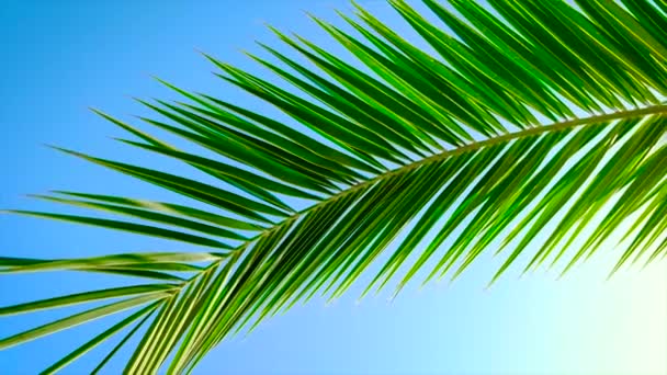 棕榈叶落在天空中.有选择的重点. — 图库视频影像