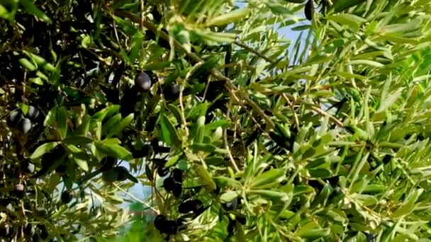 Les olives mûrissent sur les oliviers. Concentration sélective. — Video