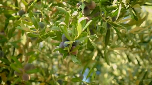 Le olive maturano sugli ulivi. Focus selettivo. — Video Stock