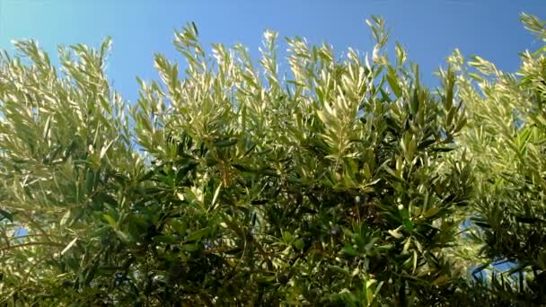 Olivy dozrávají na olivovnících. Selektivní zaměření. — Stock video