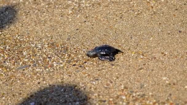Sköldpaddorna kläcktes på stranden. Selektiv inriktning. — Stockvideo