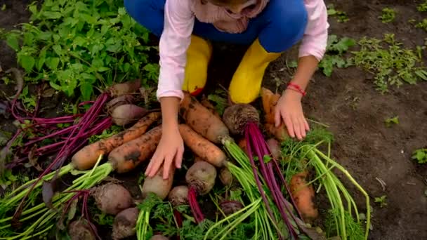 Het kind houdt de oogst van bieten en wortelen in zijn handen. Selectieve focus. — Stockvideo