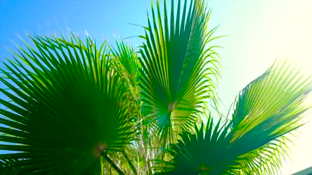 Palmblätter gegen den Himmel. Selektiver Fokus. — Stockvideo