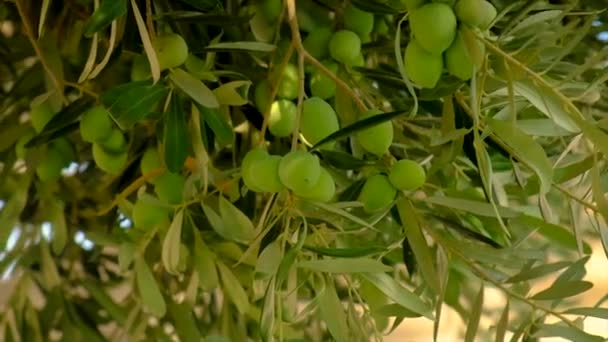 Оливки созревают на оливковых деревьях. Селективный фокус. — стоковое видео