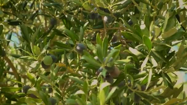 Les olives mûrissent sur les oliviers. Concentration sélective. — Video