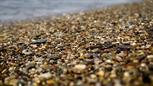 Pebble stones on the beach. Selective focus. — Stock Video