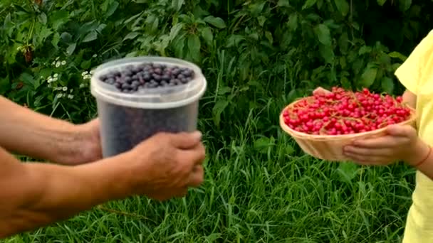 Dítě a babička sbírají na zahradě rybíz. Selektivní zaměření. — Stock video