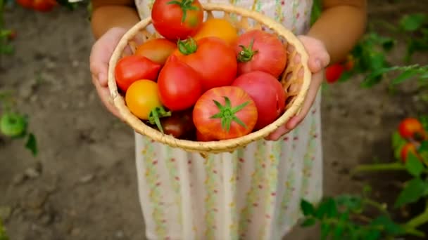 L'enfant récolte des tomates dans le jardin. Concentration sélective. — Video