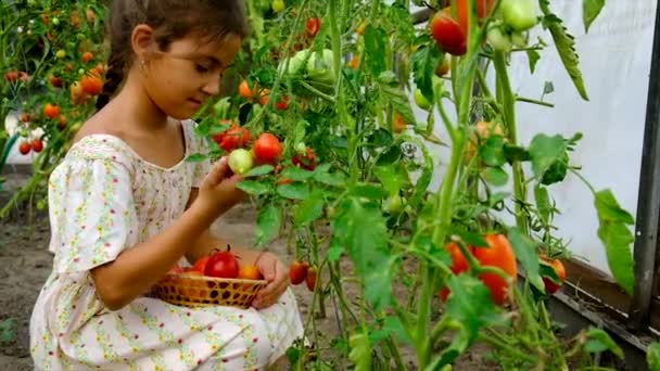 El niño está cosechando tomates en el jardín. Enfoque selectivo. — Vídeo de stock