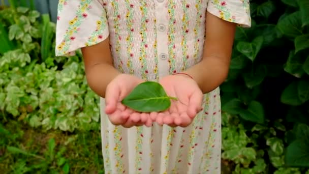 Das Kind schützt die Natur und hält ein Blatt in der Hand. Selektiver Fokus. — Stockvideo