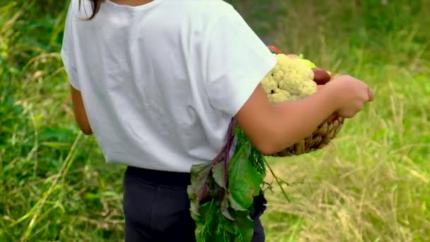 Ребенок с овощами в руках урожая. Селективный фокус. — стоковое видео