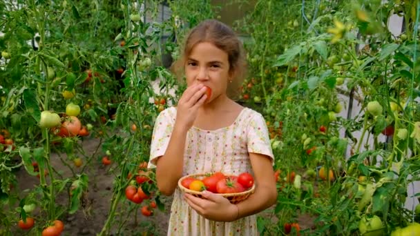 Dziecko zbiera pomidory w ogrodzie. Skupienie selektywne. — Wideo stockowe