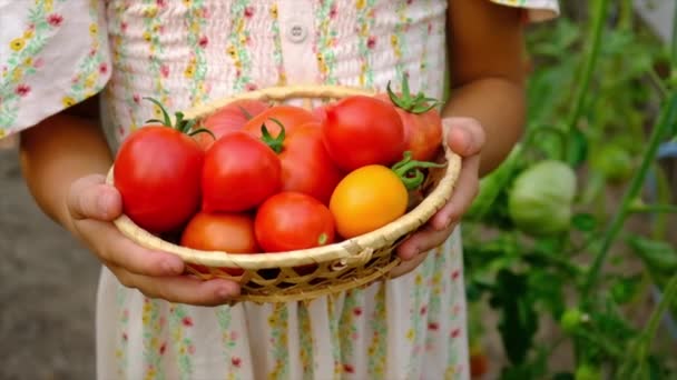 The child is harvesting tomatoes in the garden. Selective focus. — Stock Video