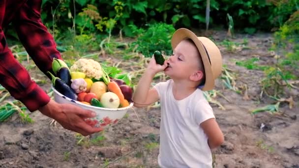 Un uomo è un contadino e un bambino raccolto di verdure in mano. Focus selettivo. — Video Stock