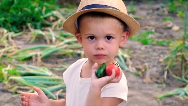 Un homme est un agriculteur et un enfant récolte des légumes dans les mains. Concentration sélective. — Video